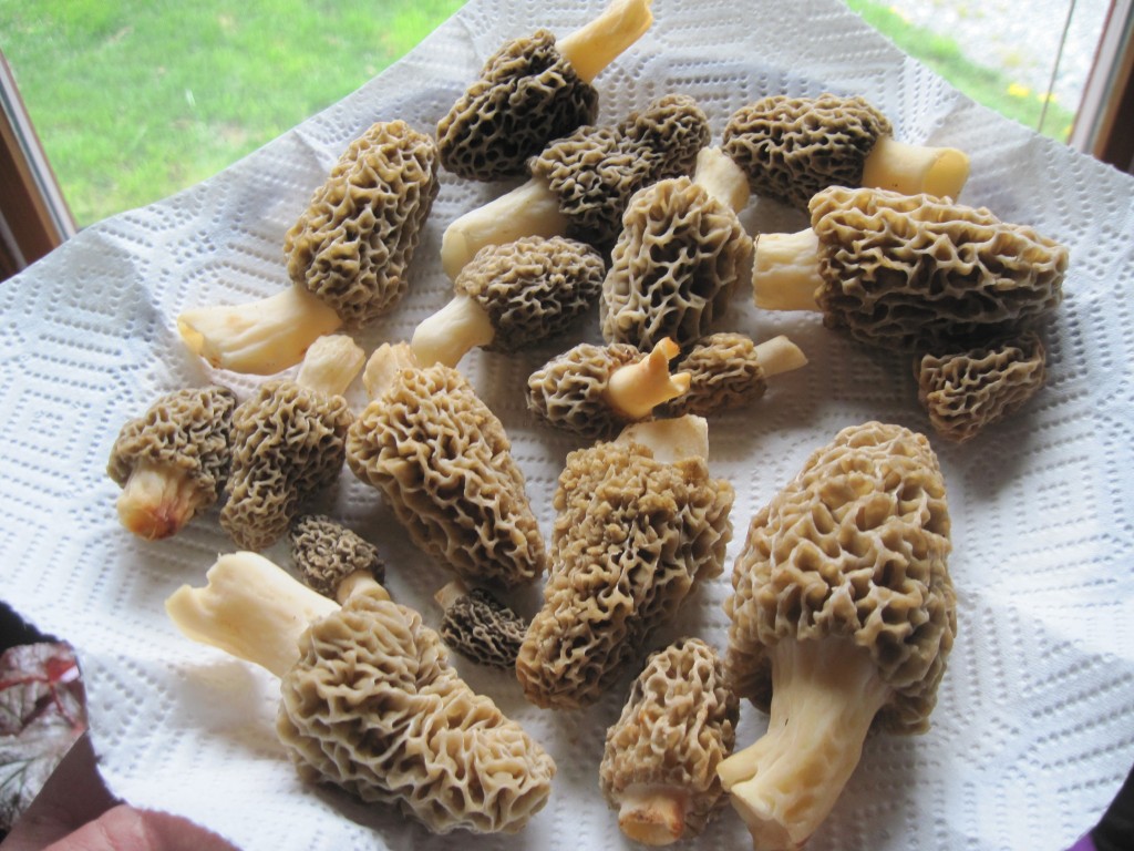 morel